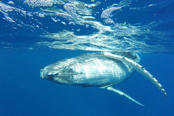 Whale Watching Tours in Bora Bora - Key Points That Matter Here