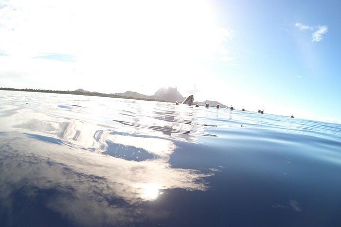 Whale Watching Tours in Bora Bora - Why Humpback Encounters Feel Different in Bora Bora