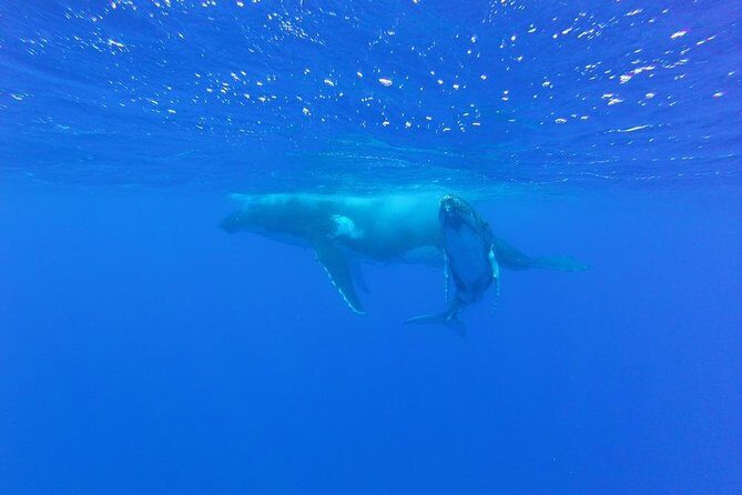 Whale Watching Tours in Bora Bora - Your 3 Hours 30 Minutes: How the Ocean Time Is Used