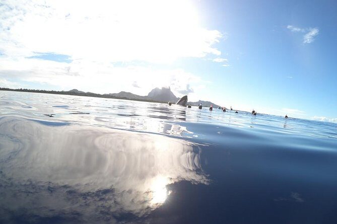 Whale Watching Tours in Bora Bora - The Launch Option: When Swimming Is Possible (and When It’s Not)